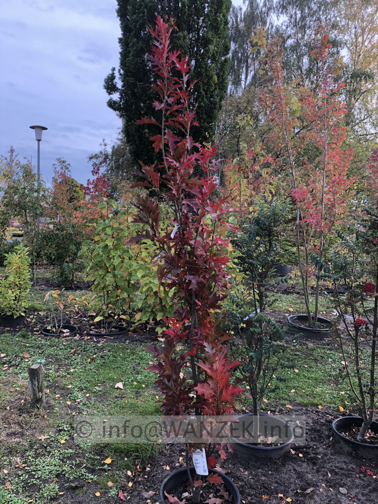 Quercus palustris Green Pillar 007.JPG